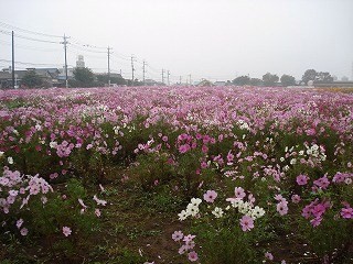 DSC00674.jpg