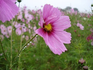 DSC00683.jpg