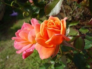 081020_1155~40.jpg